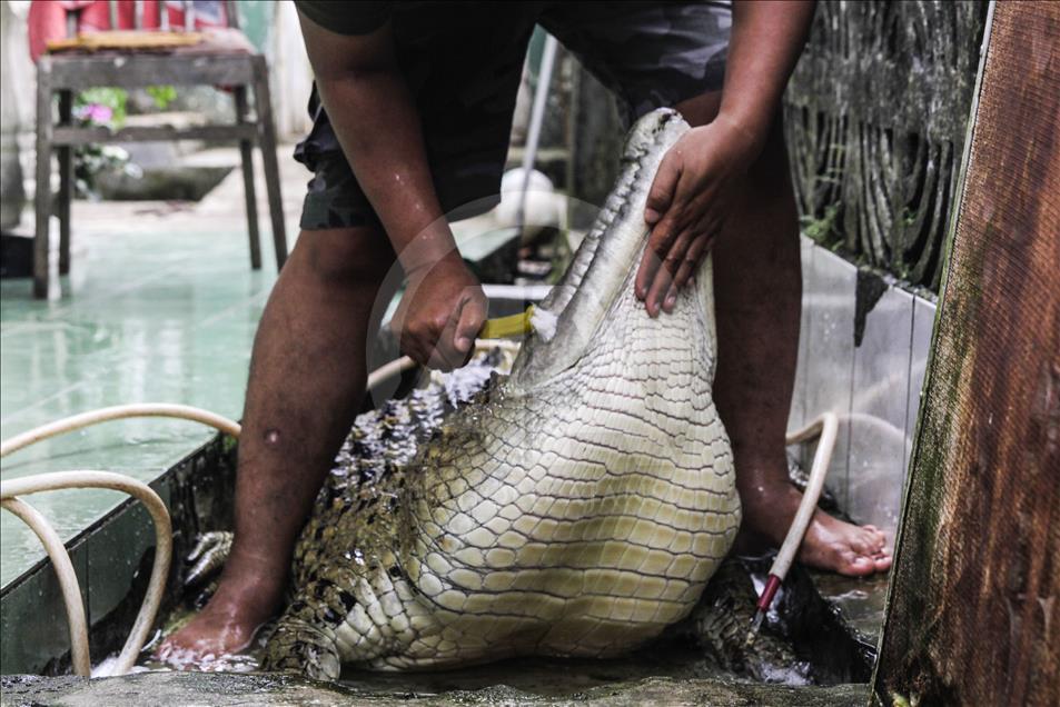 Endonezya'da evcilleştirilen yabani hayvanlar