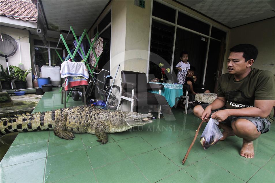 Endonezya'da evcilleştirilen yabani hayvanlar