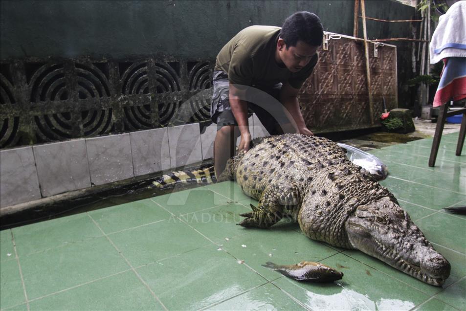 Endonezya'da evcilleştirilen yabani hayvanlar
