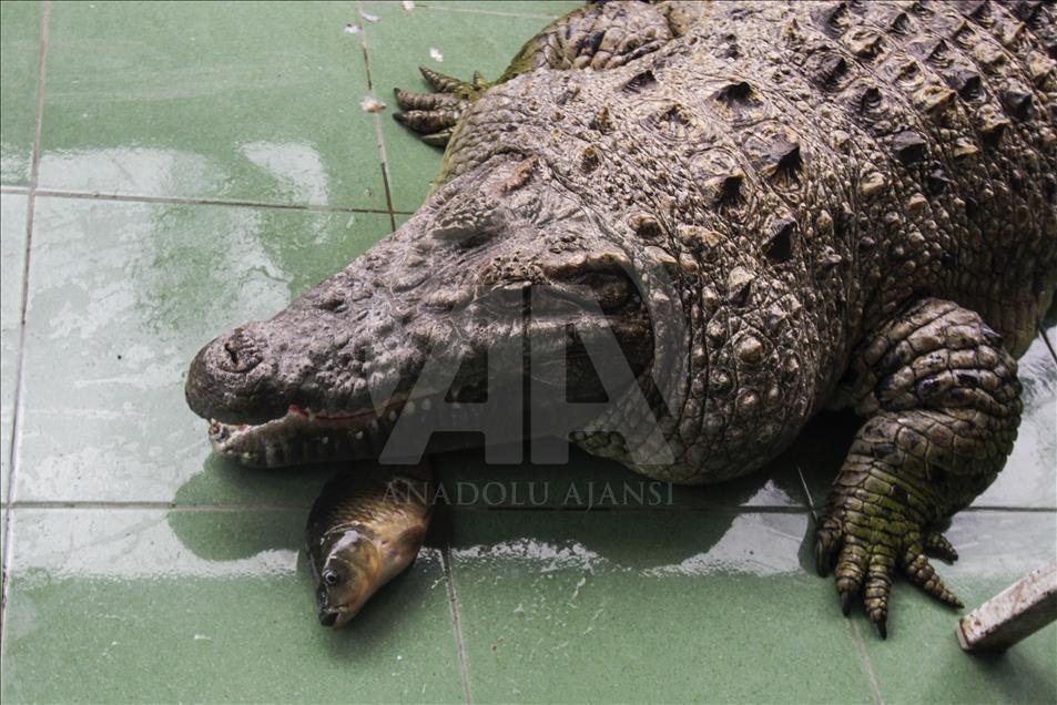Endonezya'da evcilleştirilen yabani hayvanlar
