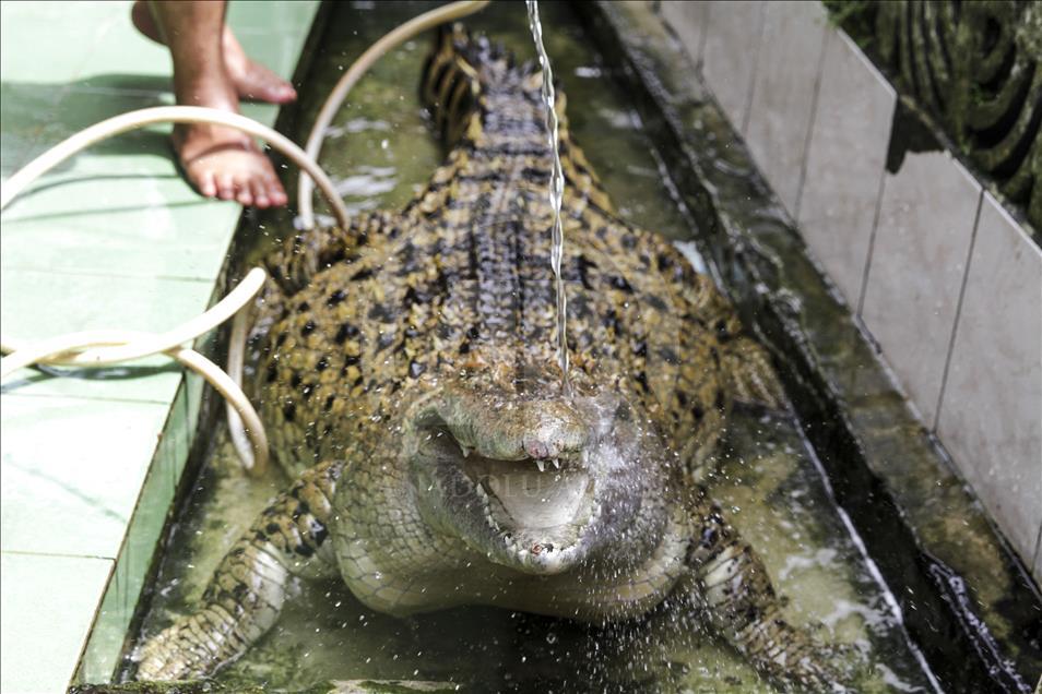 Endonezya'da evcilleştirilen yabani hayvanlar