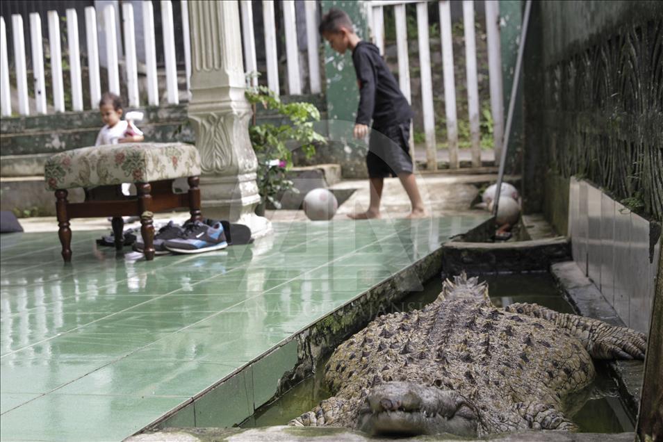 Endonezya'da evcilleştirilen yabani hayvanlar