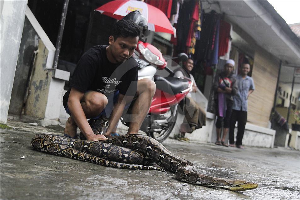 Endonezya'da evcilleştirilen yabani hayvanlar