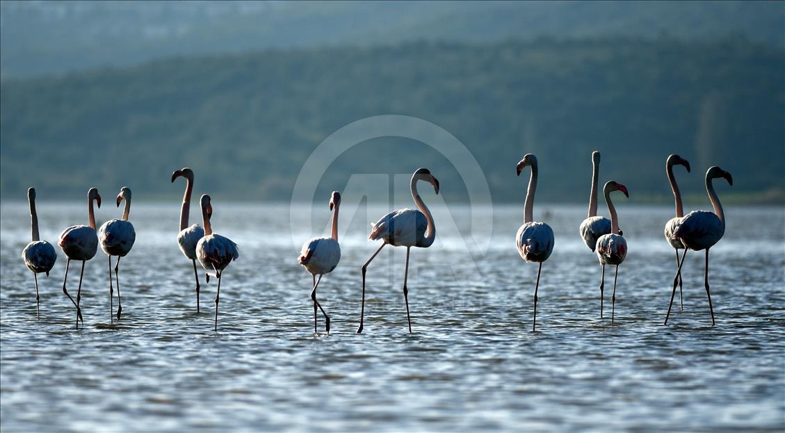 Tuzla Sulak Alanı'na göçmen kuş akını