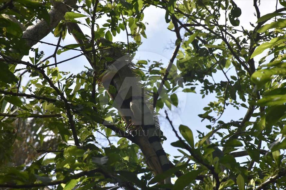 Colombia: ciénaga de Ayapel, nuevo humedal de importancia internacional