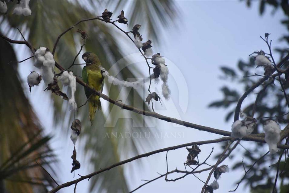 Colombia: ciénaga de Ayapel, nuevo humedal de importancia internacional