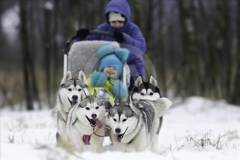 Sibirski psi velika atrakcija u parku nadomak centra Moskve 
