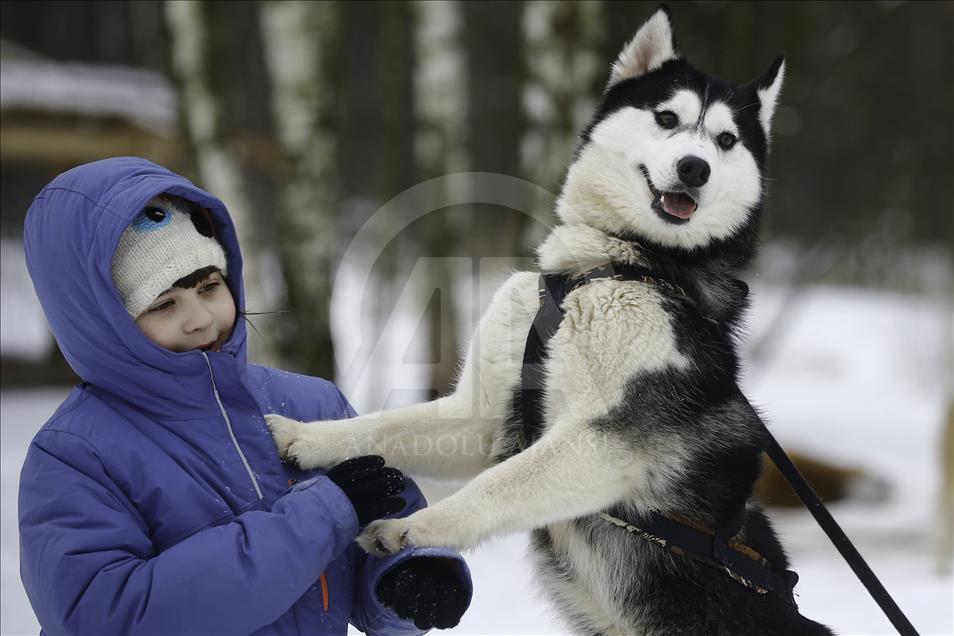 Sibirski psi velika atrakcija u parku nadomak centra Moskve 