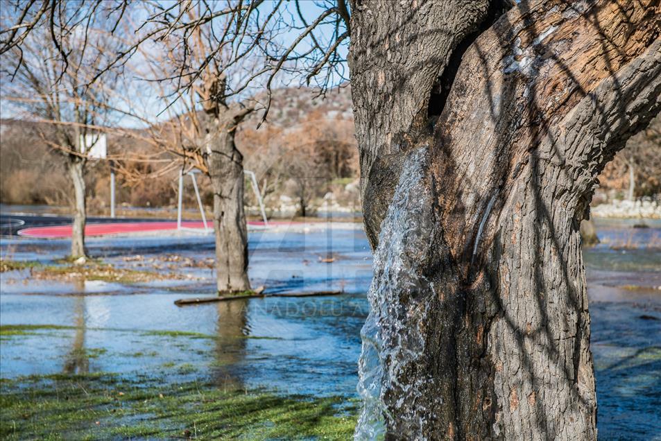 Rijedak prirodni fenomen u Crnoj Gori: Stablo murve iz kojeg izvire voda 