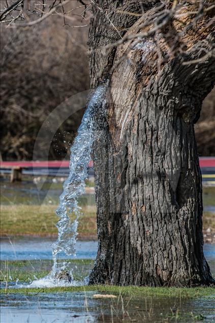 Rijedak prirodni fenomen u Crnoj Gori: Stablo murve iz kojeg izvire voda 