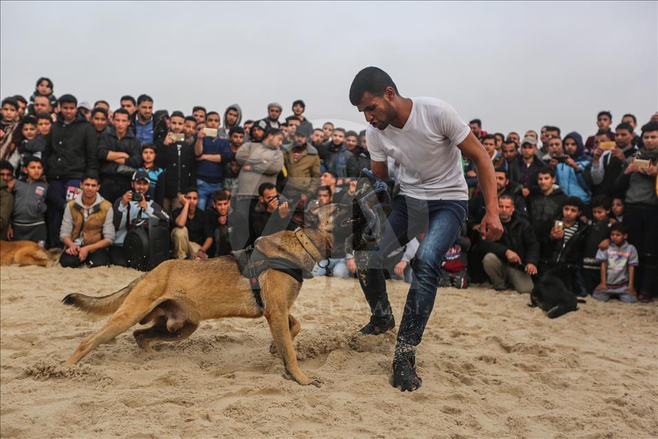 كلاب "نادرة" تستعرض مهاراتها وذكاءها على بحر غزة
