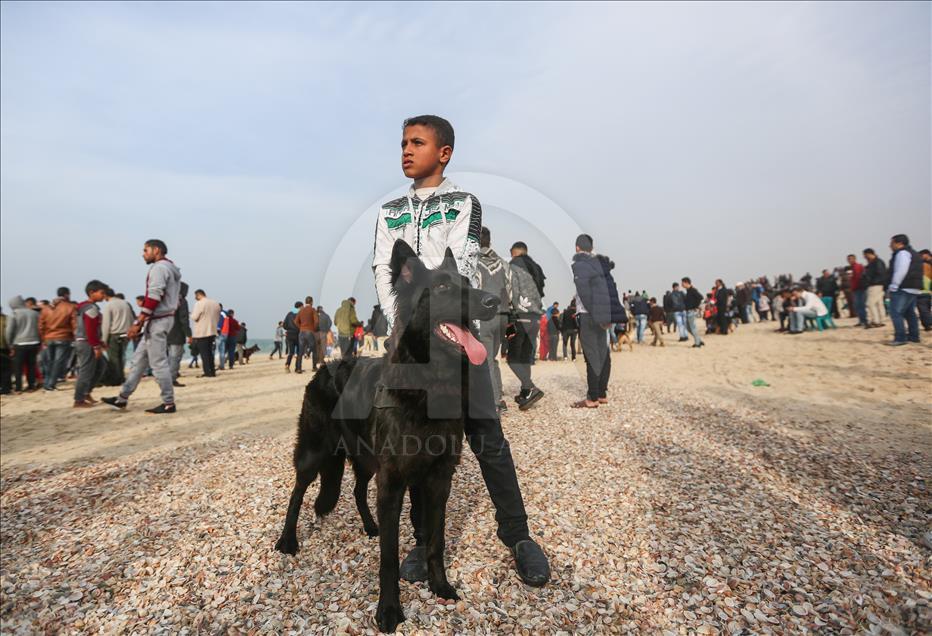 كلاب "نادرة" تستعرض مهاراتها وذكاءها على بحر غزة

