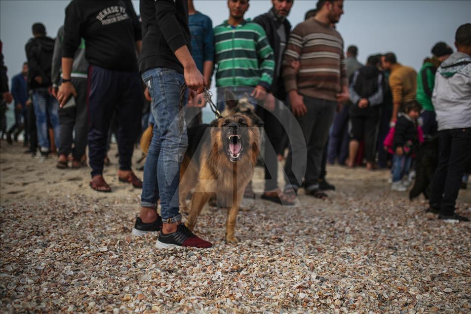 Gazze'de hayvan severler buluşması