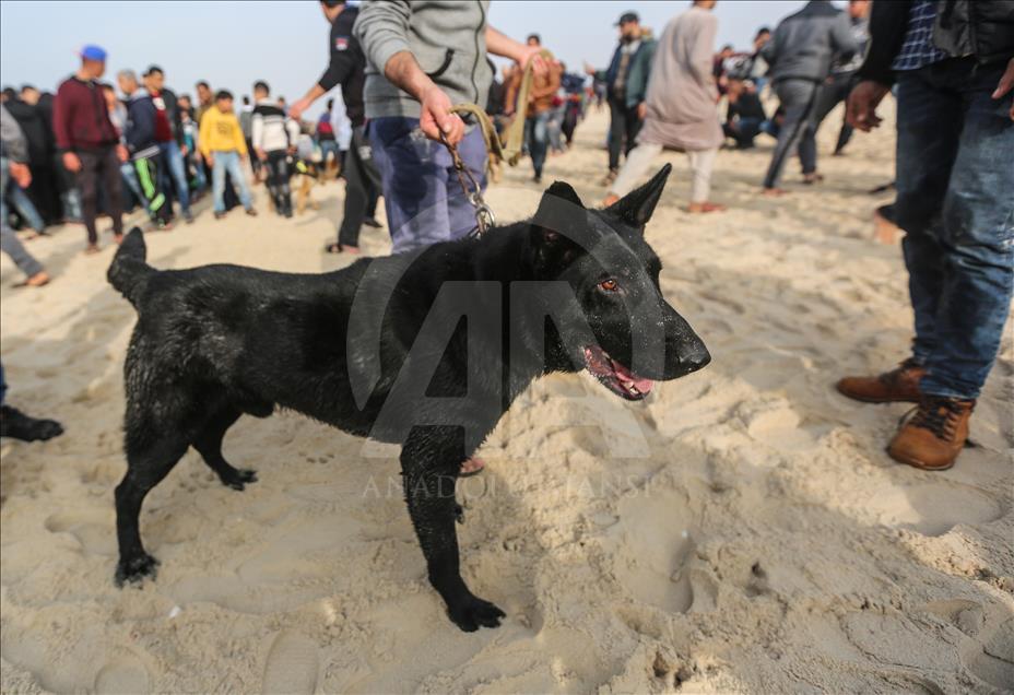 كلاب "نادرة" تستعرض مهاراتها وذكاءها على بحر غزة
