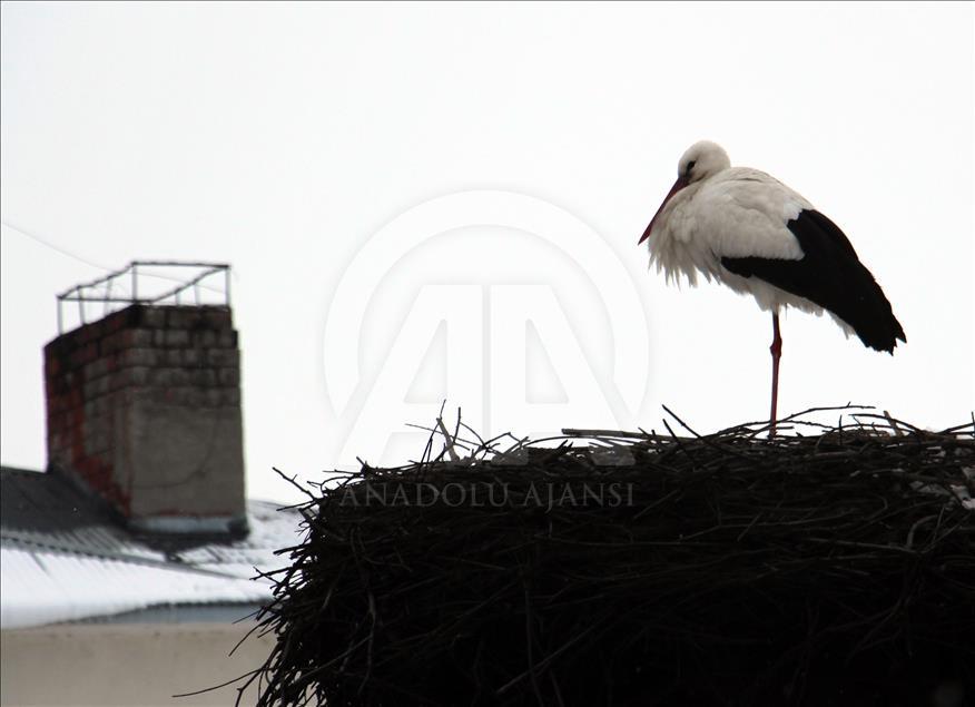 Stork sighting in Ardahan promises early spring