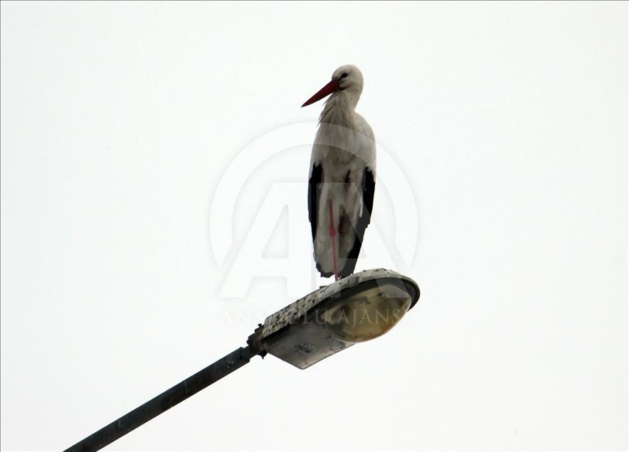 Stork sighting in Ardahan promises early spring