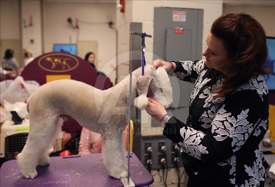 142. Westminster Kennel Club Köpek Şovu