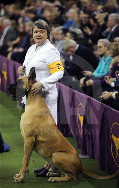 142. Westminster Kennel Club Köpek Şovu
