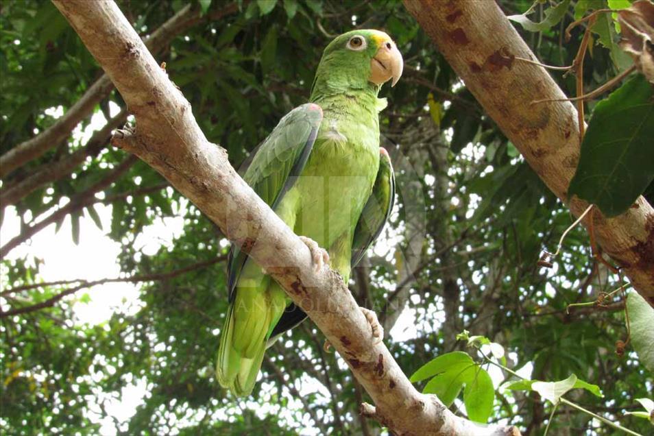 Ciénaga de Ayapel, el paraíso escondido de las aves en Colombia