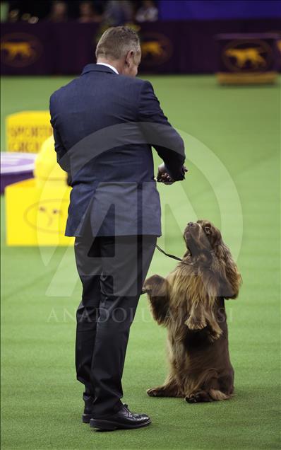 142. Westminster Kennel Club Köpek Şovu