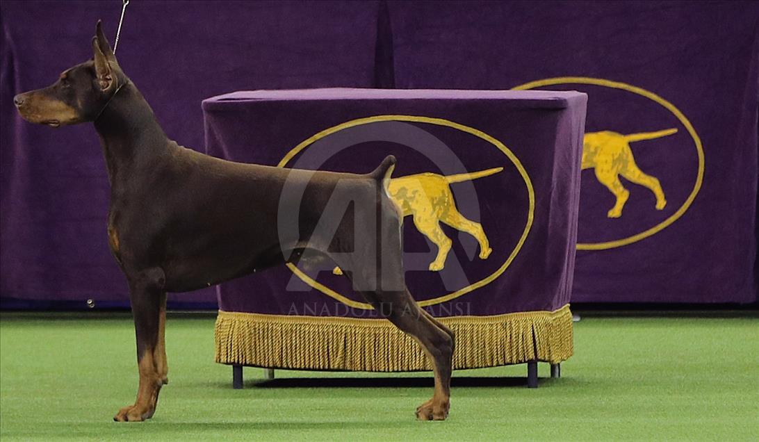 142. Westminster Kennel Club Köpek Şovu