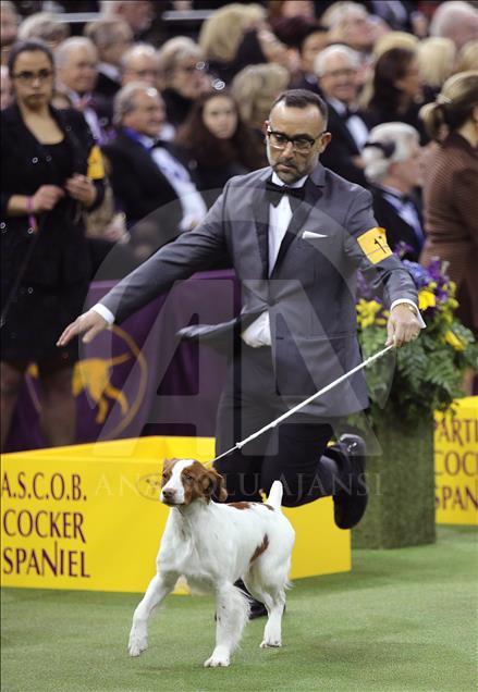 142. Westminster Kennel Club Köpek Şovu