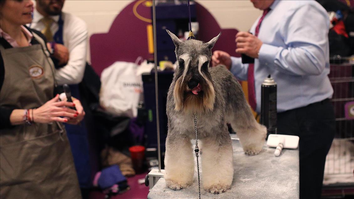142. Westminster Kennel Club Köpek Şovu