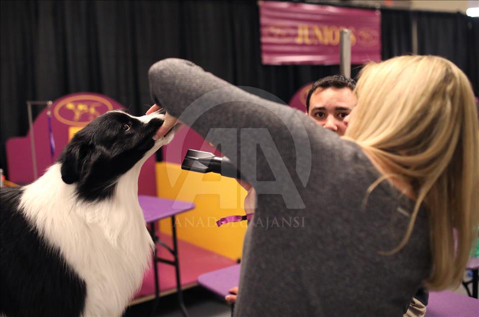 142. Westminster Kennel Club Köpek Şovu