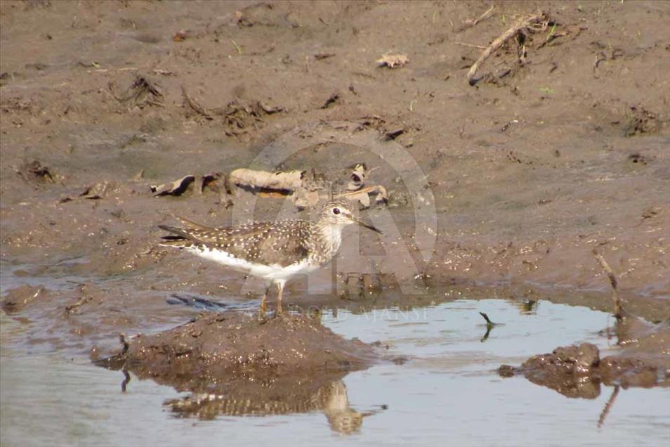 Ciénaga de Ayapel, el paraíso escondido de las aves en Colombia