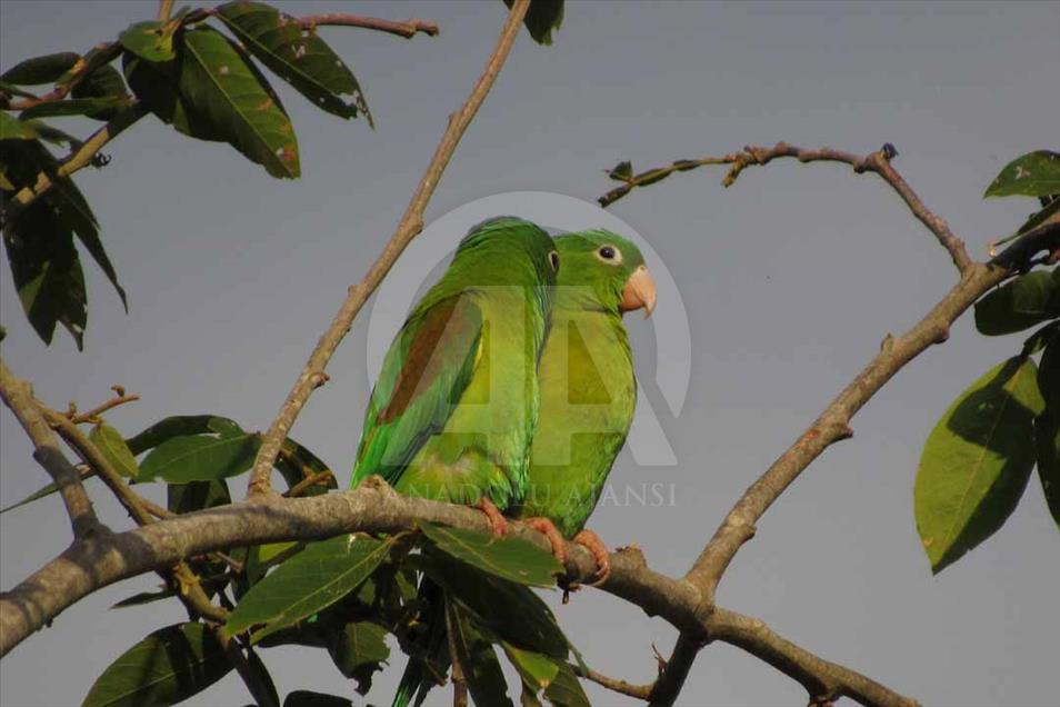 Ciénaga de Ayapel, el paraíso escondido de las aves en Colombia