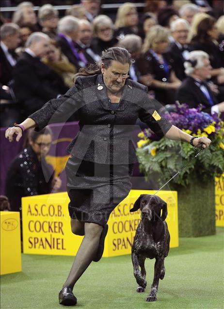 142. Westminster Kennel Club Köpek Şovu