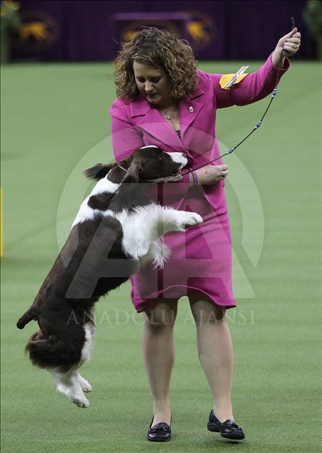 142. Westminster Kennel Club Köpek Şovu
