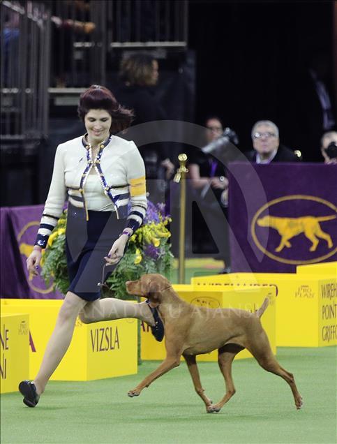 142. Westminster Kennel Club Köpek Şovu