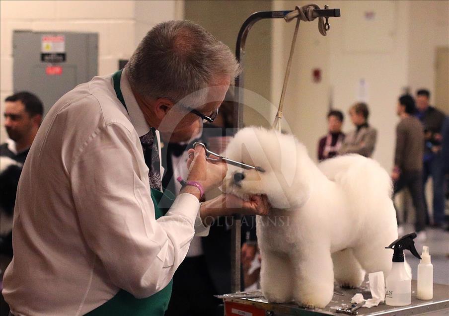 142. Westminster Kennel Club Köpek Şovu