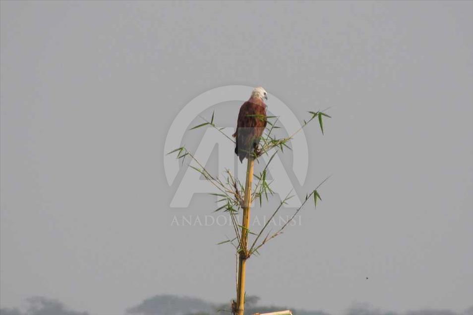 Ciénaga de Ayapel, el paraíso escondido de las aves en Colombia