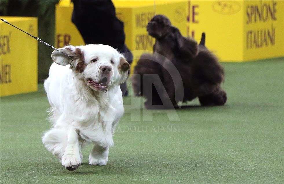 142. Westminster Kennel Club Köpek Şovu