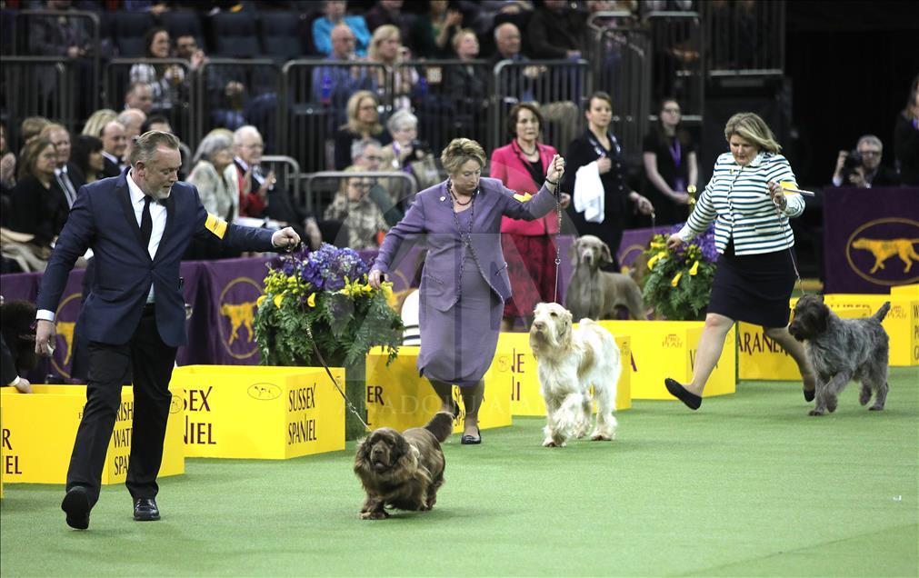 142. Westminster Kennel Club Köpek Şovu