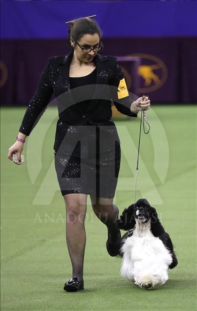 142. Westminster Kennel Club Köpek Şovu