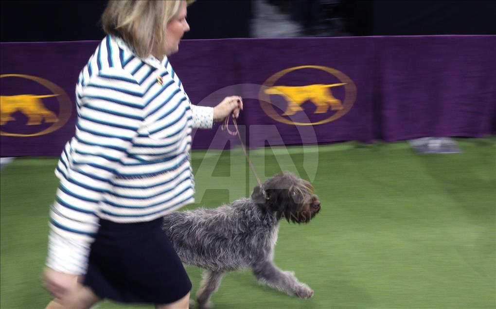142. Westminster Kennel Club Köpek Şovu