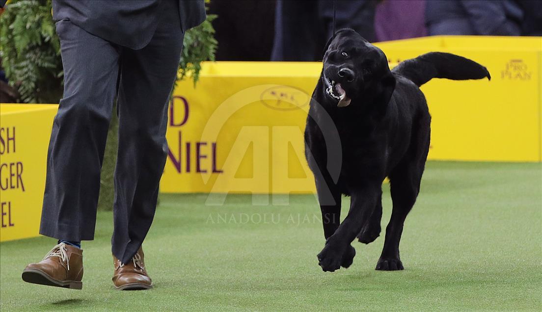 142. Westminster Kennel Club Köpek Şovu