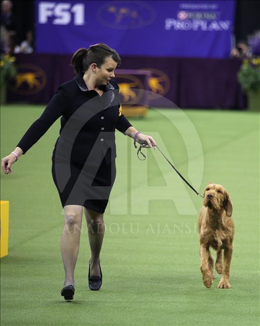 142. Westminster Kennel Club Köpek Şovu
