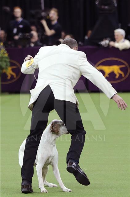142. Westminster Kennel Club Köpek Şovu