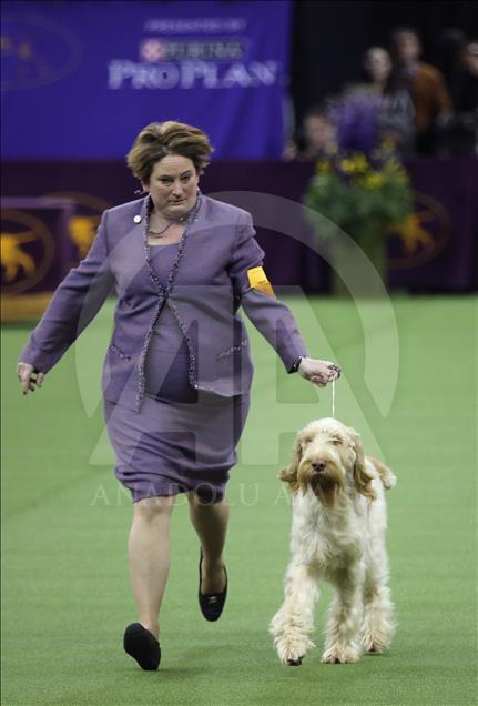 142. Westminster Kennel Club Köpek Şovu