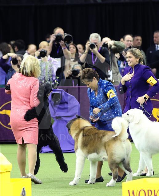 142. Westminster Kennel Club Köpek Şovu