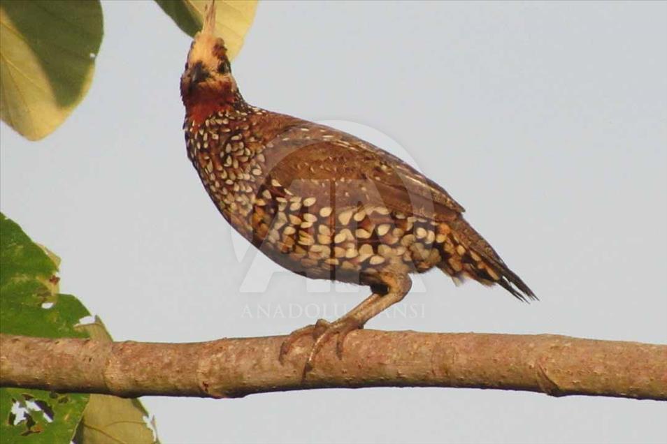 Ciénaga de Ayapel, el paraíso escondido de las aves en Colombia