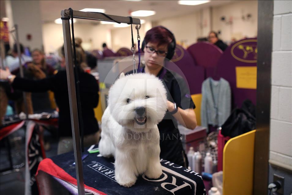 142. Westminster Kennel Club Köpek Şovu