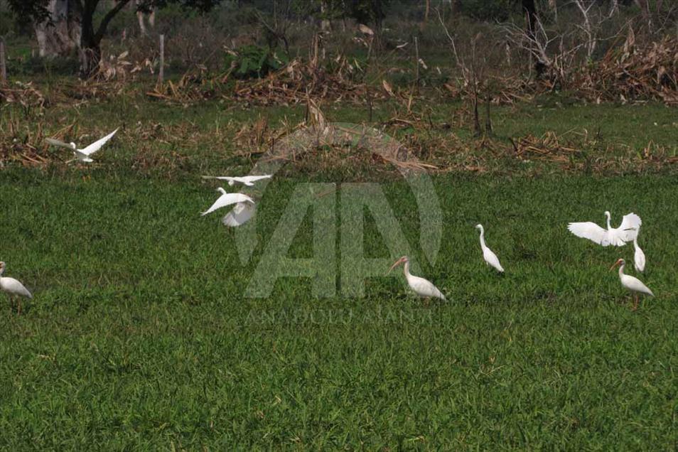 Ciénaga de Ayapel, el paraíso escondido de las aves en Colombia