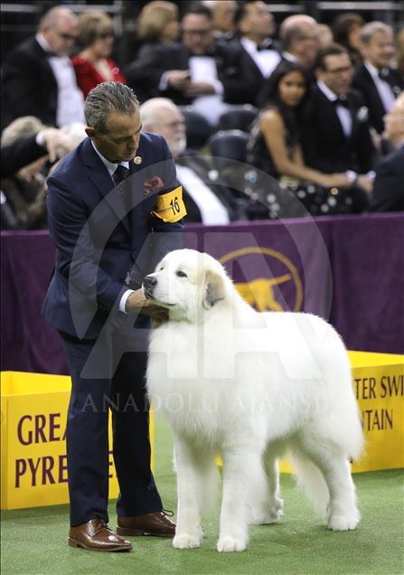 142. Westminster Kennel Club Köpek Şovu