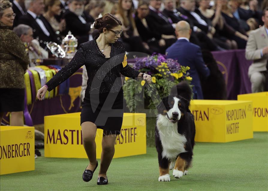 142. Westminster Kennel Club Köpek Şovu