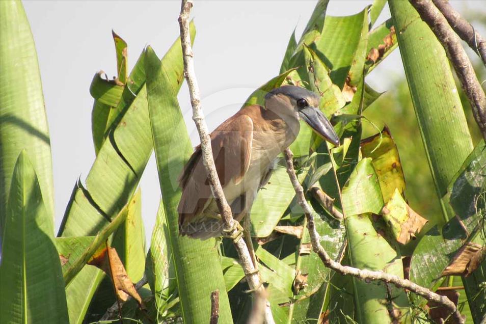 Ciénaga de Ayapel, el paraíso escondido de las aves en Colombia